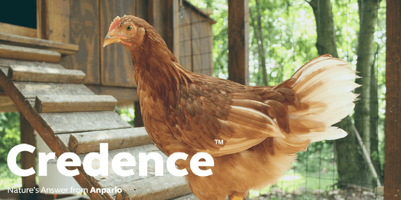 Technical Tip: Minimising the Spread of Avian Influenza 